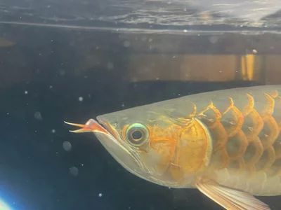 龍魚抖鰭蹭缸