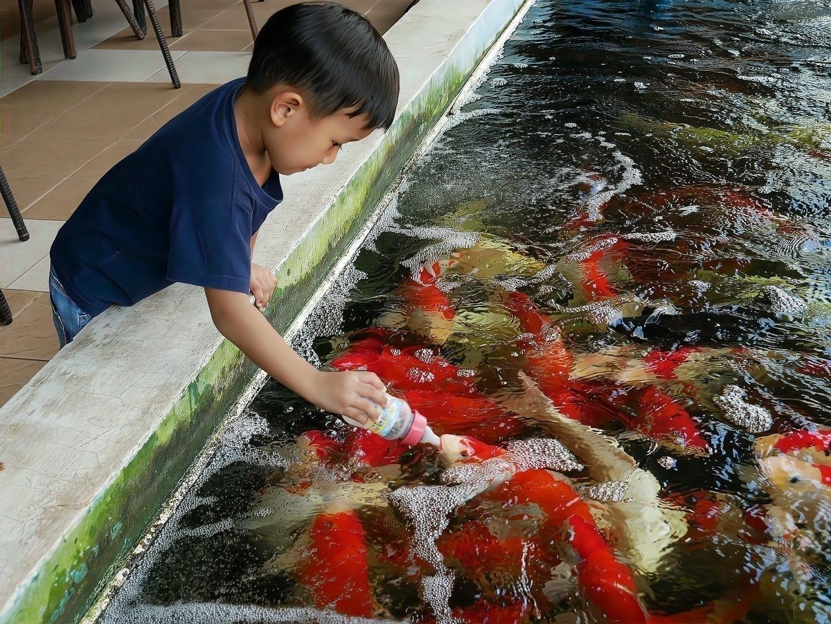 龍魚回來幾天后可以喂食