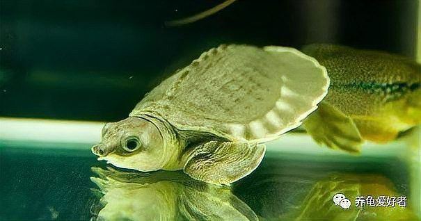 豬鼻龜真的可以和龍魚混養(yǎng)么