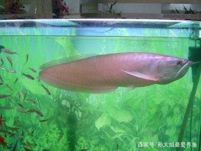 龍魚嚴重蒙眼（龍魚蒙眼病因探究，龍魚日常護理要點） 龍魚嚴重蒙眼（龍魚蒙眼病因探究，龍魚日常護理要點） 龍魚百科 第4張