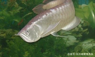 龍魚嚴重蒙眼（龍魚蒙眼病因探究，龍魚日常護理要點） 龍魚嚴重蒙眼（龍魚蒙眼病因探究，龍魚日常護理要點） 龍魚百科 第5張