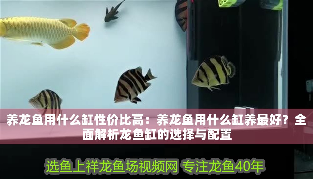 養(yǎng)龍魚(yú)用什么缸性價(jià)比高：養(yǎng)龍魚(yú)用什么缸養(yǎng)最好？全面解析龍魚(yú)缸的選擇與配置