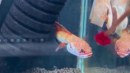 蝴蝶鯉和龍魚混養好嗎（蝴蝶鯉可以和龍魚混養嗎）