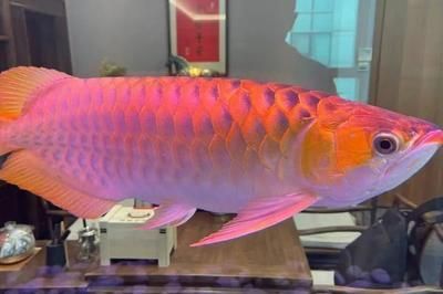 蝴蝶鯉和龍魚混養好嗎（蝴蝶鯉可以和龍魚混養嗎）