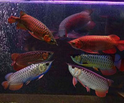 龍魚爛鰓蓋的治療方法（如何治療龍魚爛鰓蓋） 龍魚爛鰓蓋的治療方法（如何治療龍魚爛鰓蓋） 龍魚百科 第3張