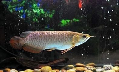 多大的銀龍魚好養活（多大的銀龍魚好養活，新手養銀龍魚的養殖方法分享） 多大的銀龍魚好養活（多大的銀龍魚好養活，新手養銀龍魚的養殖方法分享） 龍魚百科 第3張