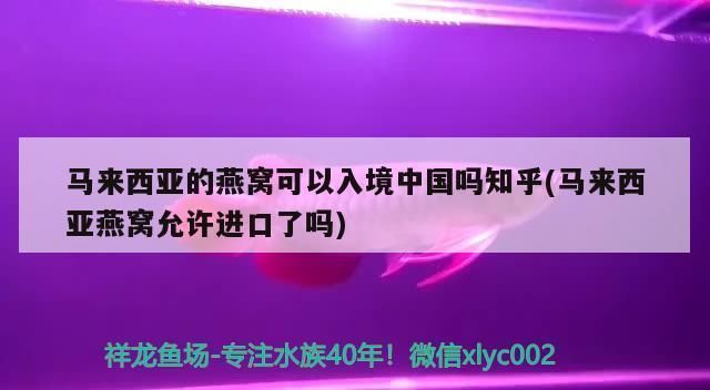 紅龍魚發色像金色啊什么意思啊怎么回事：紅龍魚發色像金色是什么意思？揭秘紅龍魚發色的奧秘