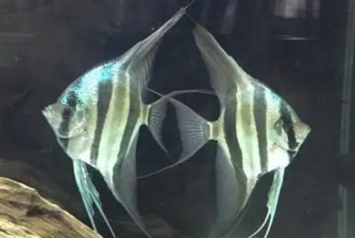 紅龍魚發色像金色啊什么意思啊怎么回事：紅龍魚發色像金色是什么意思？揭秘紅龍魚發色的奧秘