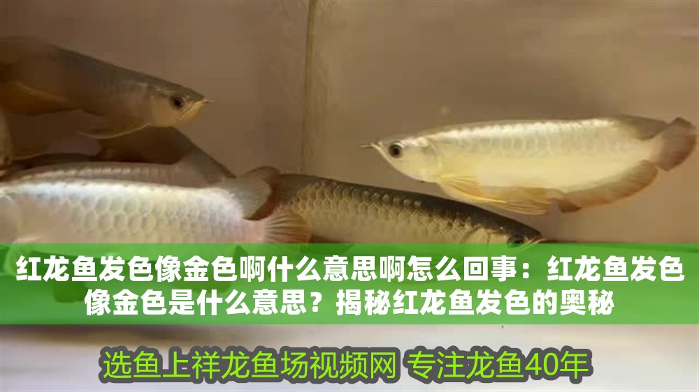 紅龍魚發色像金色啊什么意思啊怎么回事：紅龍魚發色像金色是什么意思？揭秘紅龍魚發色的奧秘