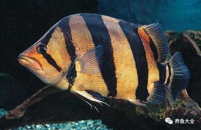 虎魚交叉感染會自愈嗎？