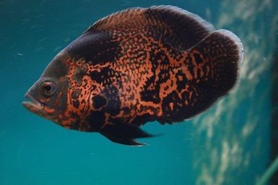 龍魚蒙眼青霉素用量：青霉素的用量需要根據具體的病情和魚的大小來決定