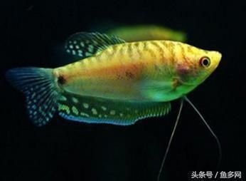 龍魚公魚母魚的區分：如何判斷龍魚的性別