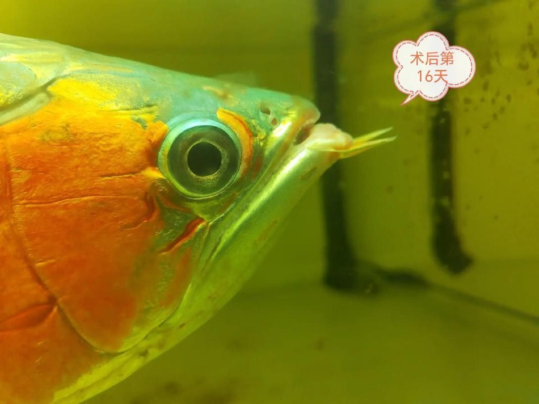 銀龍魚嘴歪怎么辦圖片 銀龍魚嘴歪怎么辦圖片 龍魚百科 第26張