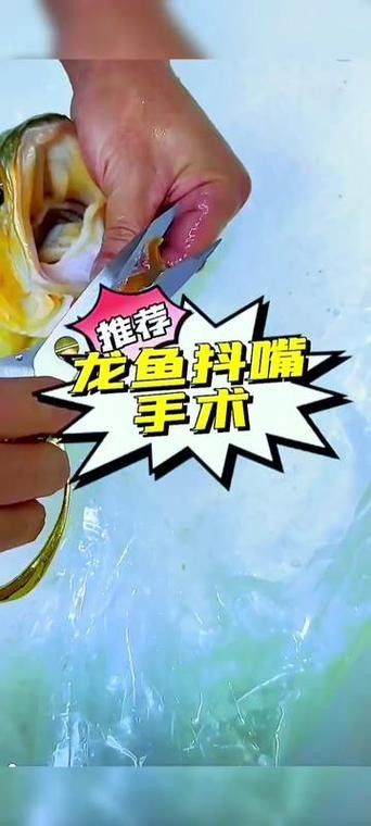 銀龍魚嘴歪怎么辦圖片 銀龍魚嘴歪怎么辦圖片 龍魚百科 第23張