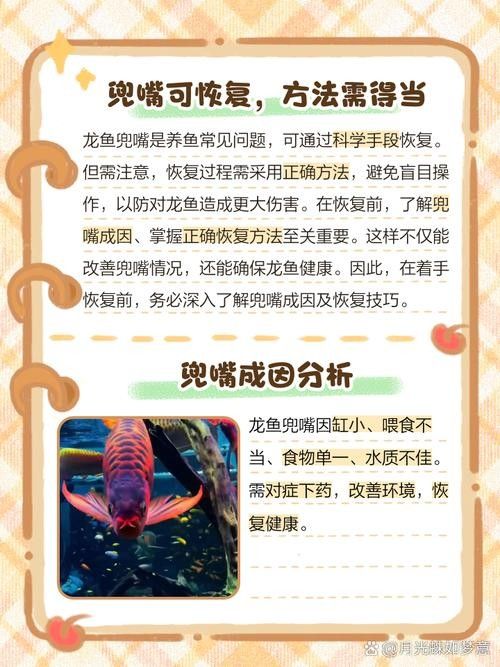 銀龍魚嘴歪怎么辦圖片 銀龍魚嘴歪怎么辦圖片 龍魚百科 第18張