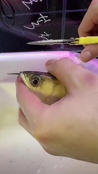 銀龍魚嘴歪怎么辦圖片 銀龍魚嘴歪怎么辦圖片 龍魚百科 第25張