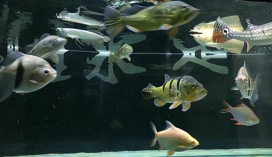 龍魚缸適合養什么魚圖片大全 龍魚百科 第24張 龍魚缸適合養什么魚圖片大全 龍魚缸適合養什么魚圖片大全 龍魚百科 第24張