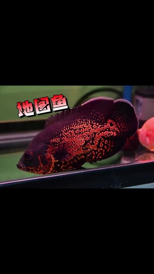 龍魚缸適合養什么魚圖片大全 龍魚百科 第22張 龍魚缸適合養什么魚圖片大全 龍魚缸適合養什么魚圖片大全 龍魚百科 第22張