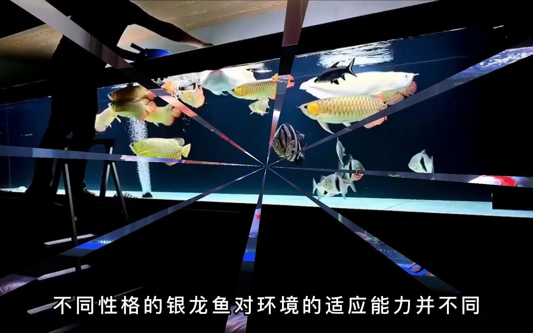 銀龍魚不吃食怎么辦？ 銀龍魚不吃食怎么辦？ 龍魚百科 第1張