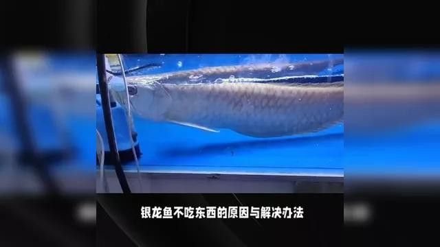 銀龍魚不吃食怎么辦？ 銀龍魚不吃食怎么辦？ 龍魚百科 第3張