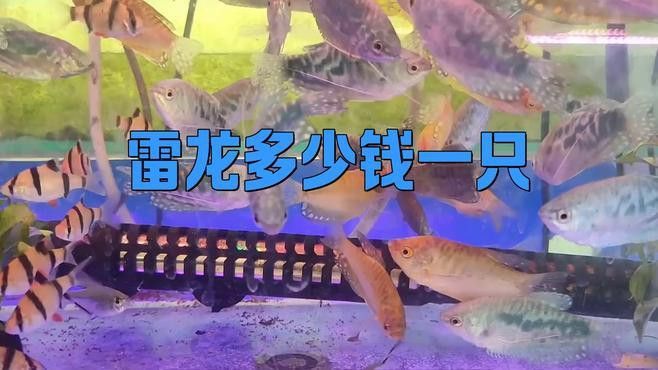 雷龍魚的價格差異大嗎？