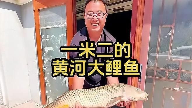 鯉魚長啥樣了