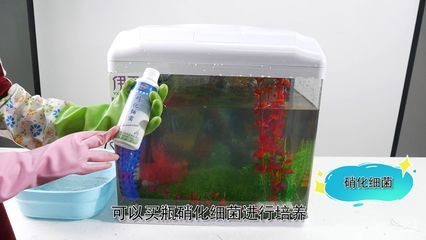 紅龍魚怎么區分公母圖解大全視頻（紅龍魚怎么區分公母圖解大全視頻教程）