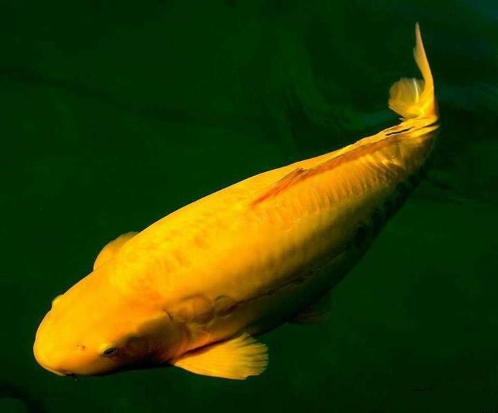 龍巔錦鯉魚論壇能賺到錢嗎 龍魚百科 第3張 龍巔錦鯉魚論壇能賺到錢嗎 龍巔錦鯉魚論壇能賺到錢嗎 龍魚百科 第3張