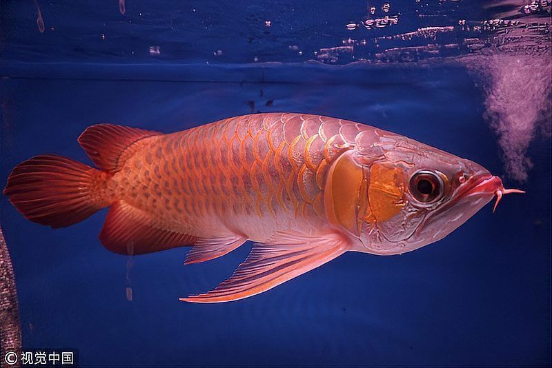 龍巔錦鯉魚論壇能賺到錢嗎 龍魚百科 第1張 龍巔錦鯉魚論壇能賺到錢嗎 龍巔錦鯉魚論壇能賺到錢嗎 龍魚百科 第1張