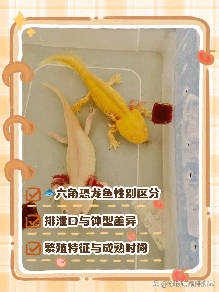 六角恐龍魚多大可分公母