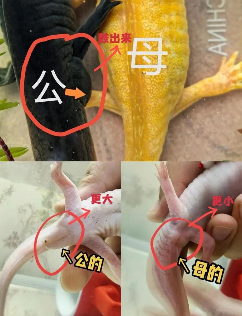 六角恐龍魚多大可分公母