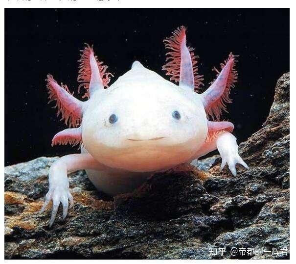 六角恐龍魚多大可分公母