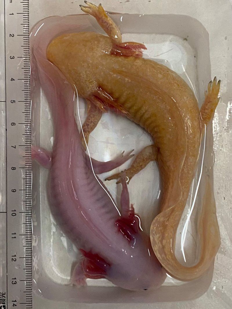 六角恐龍魚多大可分公母