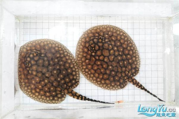 白子球鯊魚的生活習性：白子球鯊魚的生存威脅有哪些白子球鯊魚的生存威脅