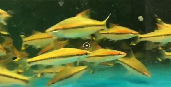 改善一眉道人魚水質的方法：一眉道人魚最佳飼養密度,