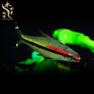 改善一眉道人魚水質的方法：一眉道人魚最佳飼養密度,