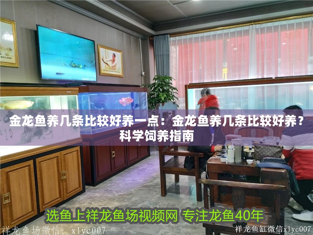 金龍魚養幾條比較好養一點：金龍魚養幾條比較好養？科學飼養指南