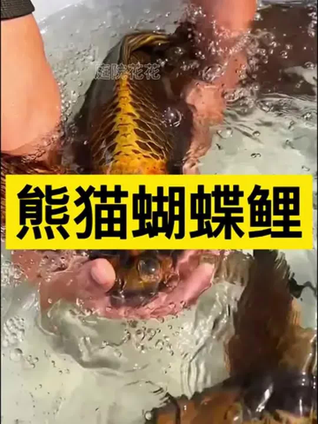 哪種蝴蝶鯉顏值高