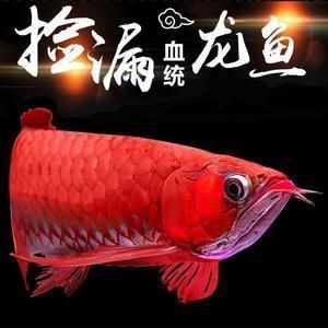 金龍魚可以喂飼料嗎（如何選擇高質量金龍魚飼料）