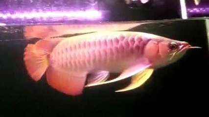龍魚下掛手術：龍魚下掛手術是一種必要的醫療程序
