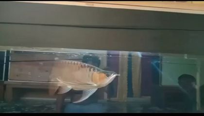 龍魚下掛手術：龍魚下掛手術是一種必要的醫療程序
