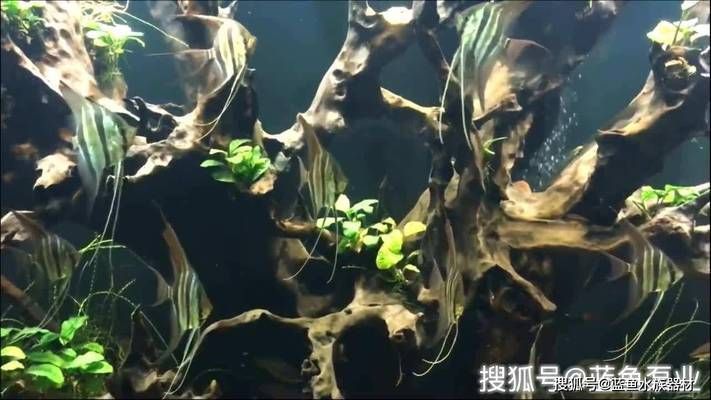 埃及神仙魚適宜的飼料選擇：埃及神仙魚專用飼料選擇埃及神仙魚適宜飼料的詳細信息
