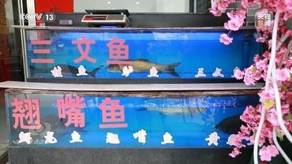 龍魚翹嘴什么情況下會死：龍魚翹嘴死亡的原因