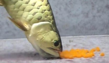 金龍魚吃大魚能撐死不能吃小魚：金龍魚吃大魚或小魚都會撐死嗎？