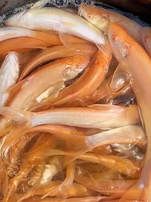 白子招財龍觀賞魚款式的價格范圍是多少？ 白子招財龍觀賞魚款式的價格范圍是多少？ 龍魚百科 第3張
