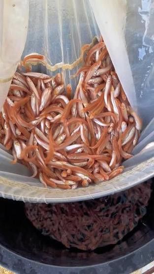 白子招財龍觀賞魚款式的價格范圍是多少？ 白子招財龍觀賞魚款式的價格范圍是多少？ 龍魚百科 第4張