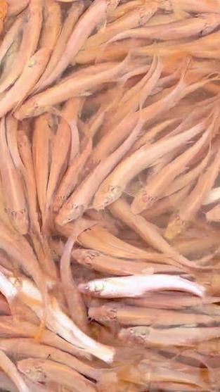 白子招財龍觀賞魚款式的價格范圍是多少？ 白子招財龍觀賞魚款式的價格范圍是多少？ 龍魚百科 第5張