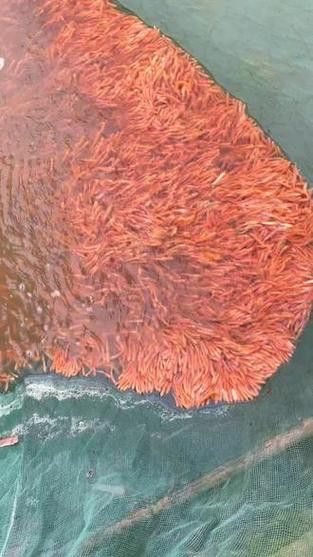 白子招財龍觀賞魚款式的價格范圍是多少？ 白子招財龍觀賞魚款式的價格范圍是多少？ 龍魚百科 第6張
