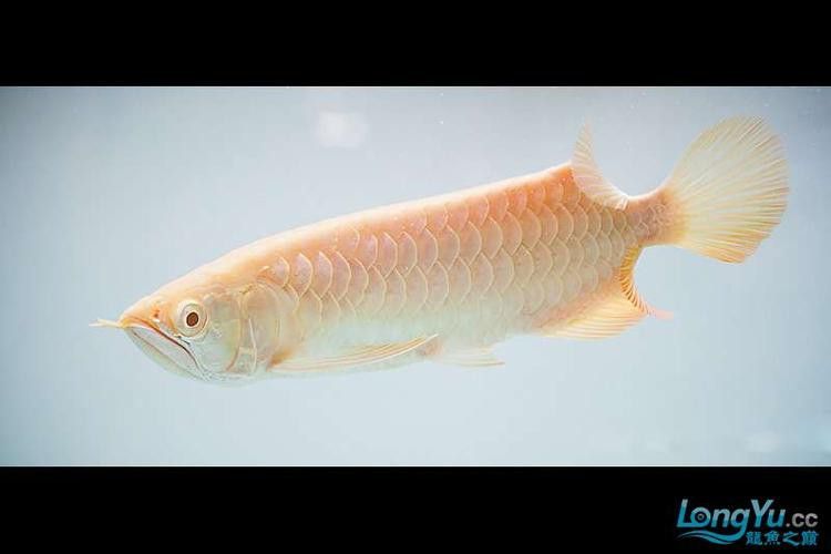 白子招財龍觀賞魚款式的價格范圍是多少？ 白子招財龍觀賞魚款式的價格范圍是多少？ 龍魚百科 第14張