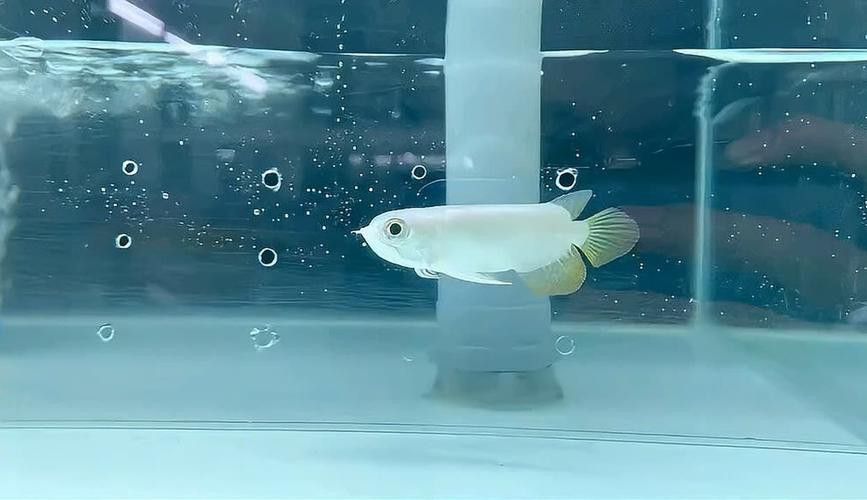 白子招財龍觀賞魚款式的價格范圍是多少？ 白子招財龍觀賞魚款式的價格范圍是多少？ 龍魚百科 第12張